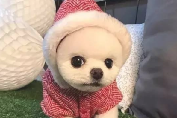 狗狗一抓一把毛该怎么办? 狗狗一抓一把毛该怎么办?