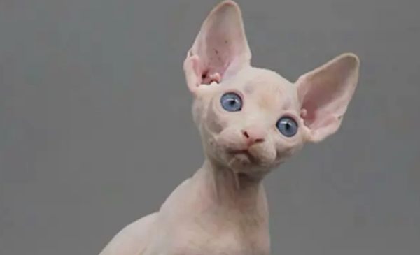 管好淘气加拿大无毛猫的几个妙招 管好淘气加拿大无毛猫的几个妙招