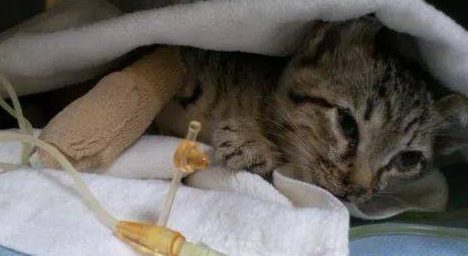 传染性猫病毒性鼻气管炎的症状及防治方法是什么？来看看吧