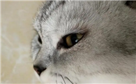 猫咪眼睛上面毛为什么变少