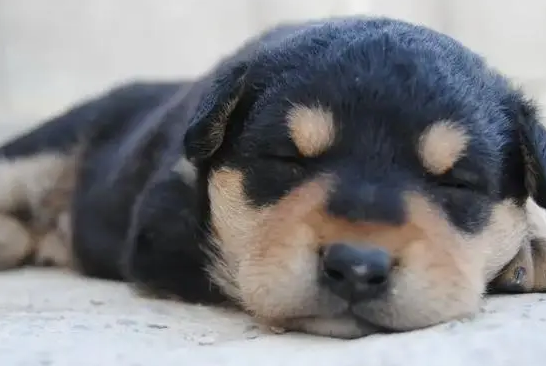 狗狗为什么半夜哼唧呢