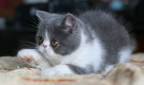 猫咪身上有皮屑是什么原因?是有皮肤病吗?