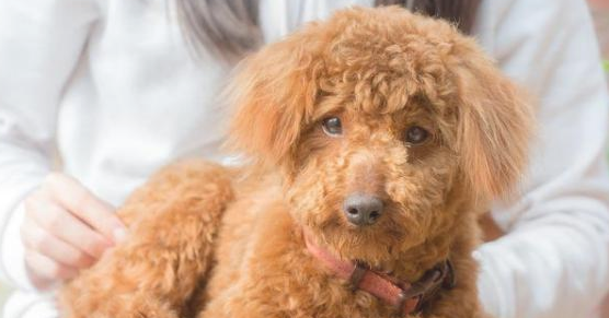 难怪泰迪犬不让你抱，这5件事儿，每一件都让它远离你