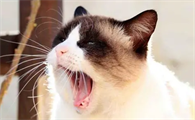 猫叫春一般会持续多少天正常