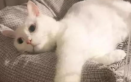 猫咪毛发比较粗糙怎么办? 猫咪毛发比较粗糙怎么办?