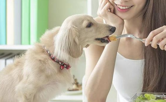 狗狗拉稀怎么办?铲屎官请看过来 狗狗拉稀怎么办?铲屎官请看过来