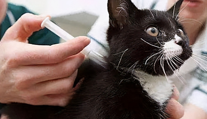 猫咪在拉肚子的时候,可以驱虫吗? 猫咪在拉肚子的时候,可以驱虫吗?