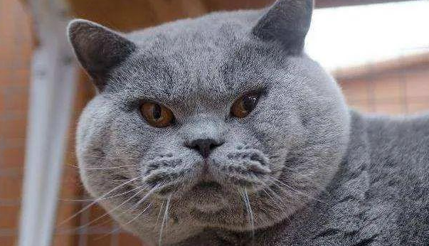 猫咪什么时候发腮最好