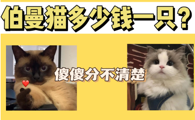 伯曼猫多少钱一只？你能分清它和暹罗猫吗？