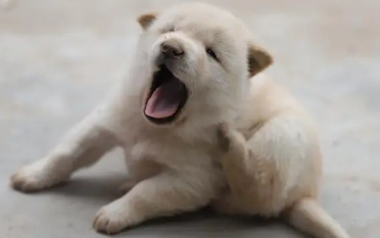 如何避免刚出生的幼犬夭折? 如何避免刚出生的幼犬夭折?