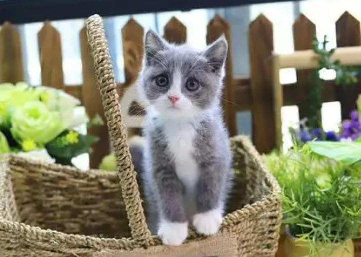 哪些猫舍比较好 哪些猫舍比较好