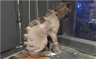 如何正确是杀死猫跳蚤？