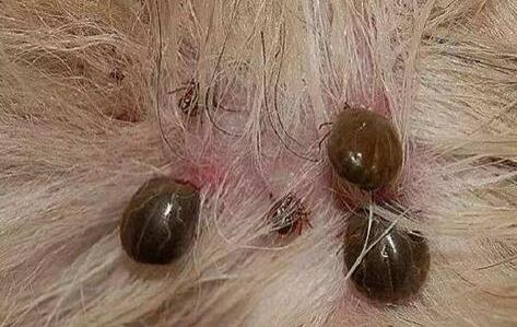 处理狗身上的吸血虫的三大步骤 处理狗身上的吸血虫的三大步骤