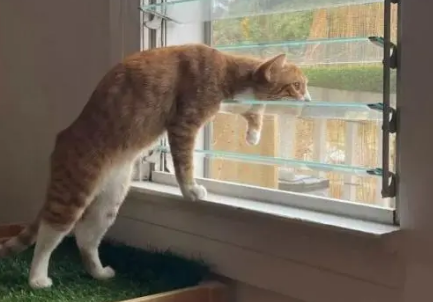 猫咪爬窗不跳是为什么原因