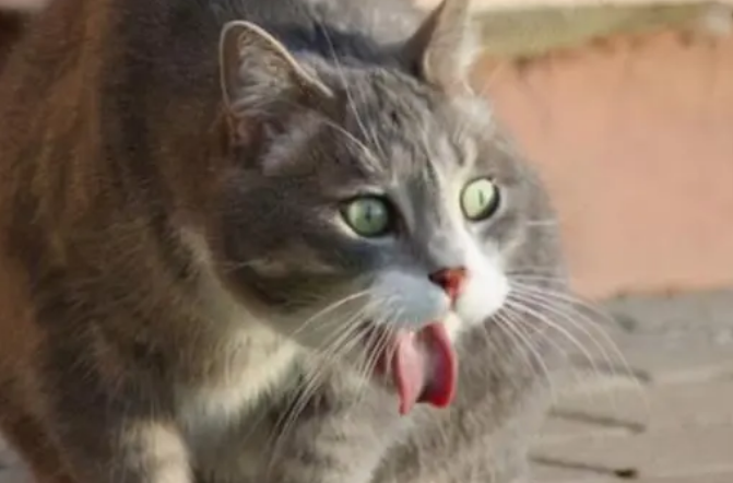猫咪为什么频繁呕吐