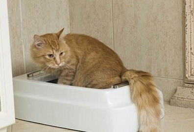 猫咪4天不拉屎精神正常