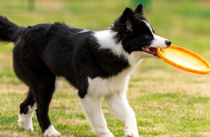 边牧犬的寿命多长