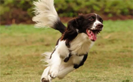 史宾格犬做猎犬怎么样好养吗