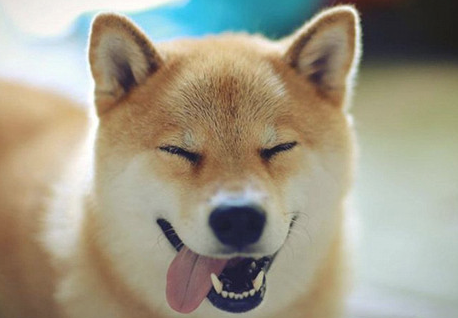 狗主人疑虑：柴犬是否会拉稀？