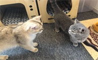 新手养猫,最需要注意的问题有哪些?