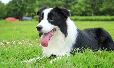 边牧幼犬大便稀灰黑色，边牧大便稀有点儿黑怎么回事？
