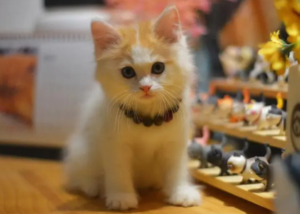 宠小二宠物猫舍猫咪 宠小二宠物猫舍猫咪