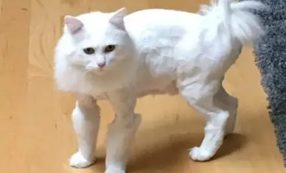 夏季可以给猫剃毛吗？
