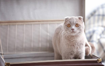 猫咪能上高铁不
