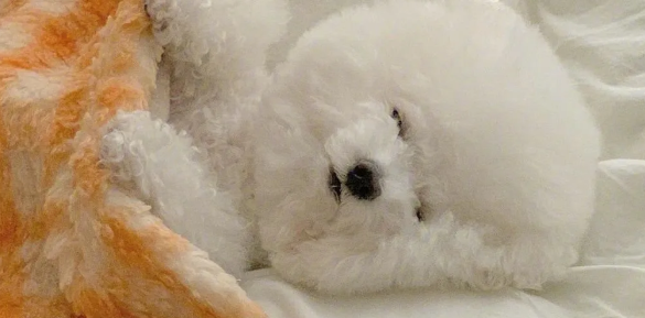 你的狗狗确实必须补钙吗? 你的狗狗确实必须补钙吗?