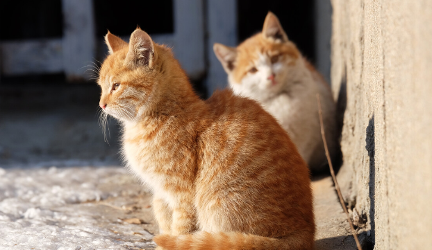 如何教会流浪猫使用猫砂盆？怎么让流浪猫去猫砂盆拉屎？