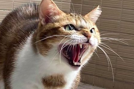 猫咪怕吸尘器怎么办?猫咪一遇到吸尘器就崩溃! 猫咪怕吸尘器怎么办?猫咪一遇到吸尘器就崩溃!