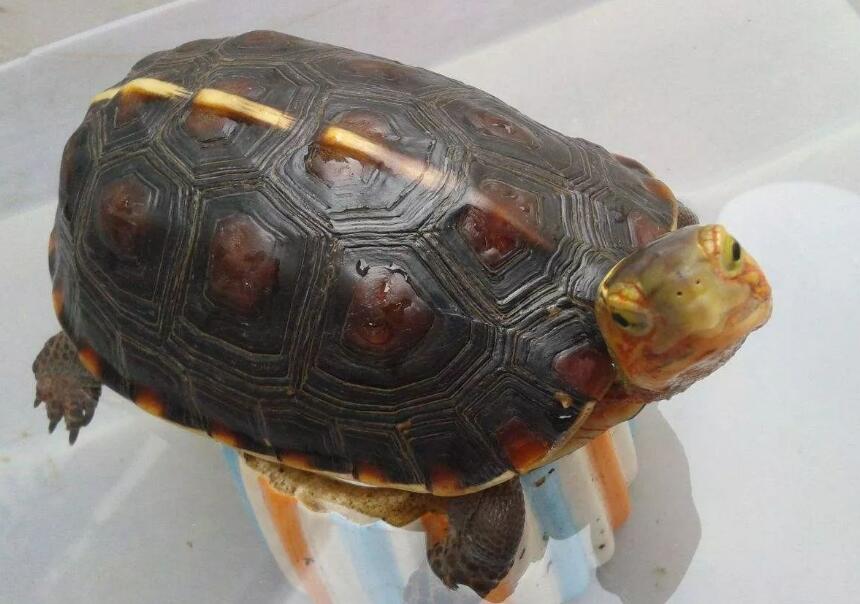 黄缘多久喂一次才漂亮 黄缘多久喂一次才漂亮