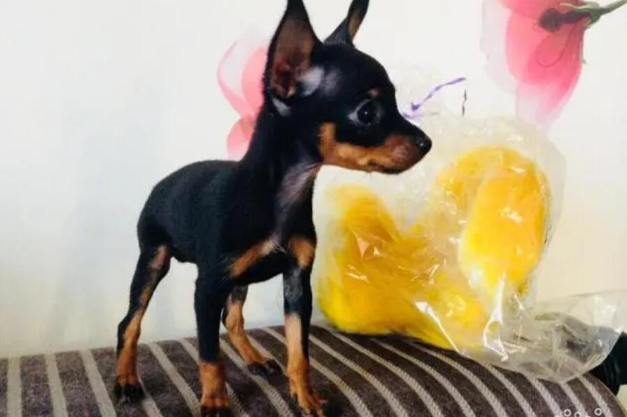 转让正宗小鹿犬图片