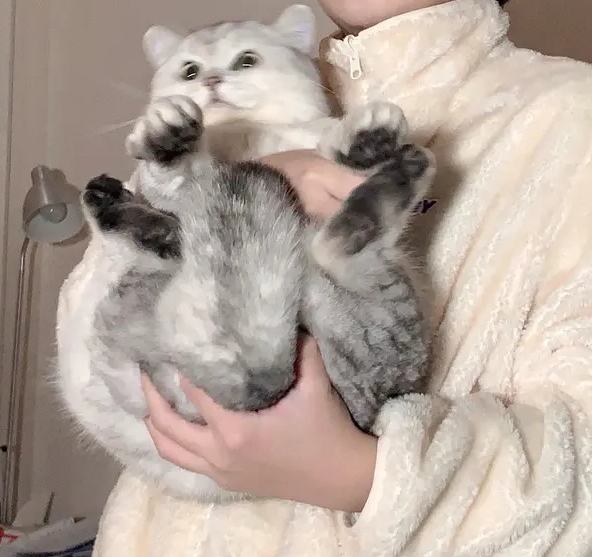 怎么抱猫咪它会舒服-宠物网