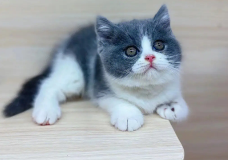 英短到底算不算短鼻猫 英短到底算不算短鼻猫