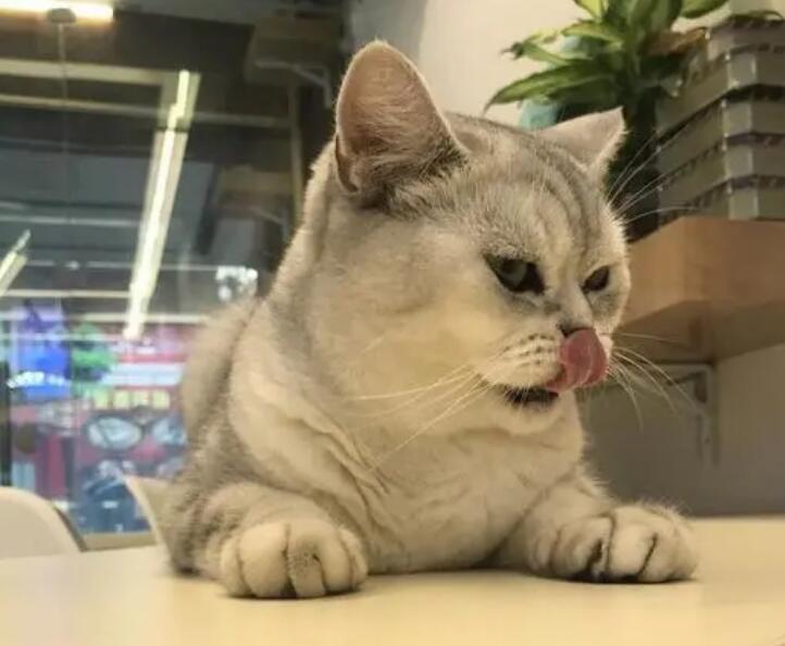 阿尔法猫粮怎么样 阿尔法猫粮怎么样