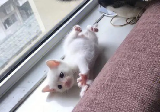 奶猫多大可以喂羊奶粉了