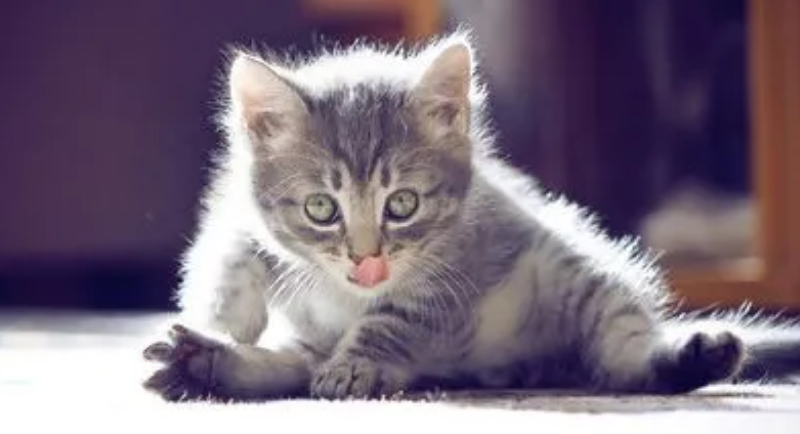 猫咪吹空调拉软便便怎么办?关于猫咪腹泻拉稀软便 猫咪吹空调拉软便便怎么办?关于猫咪腹泻拉稀软便