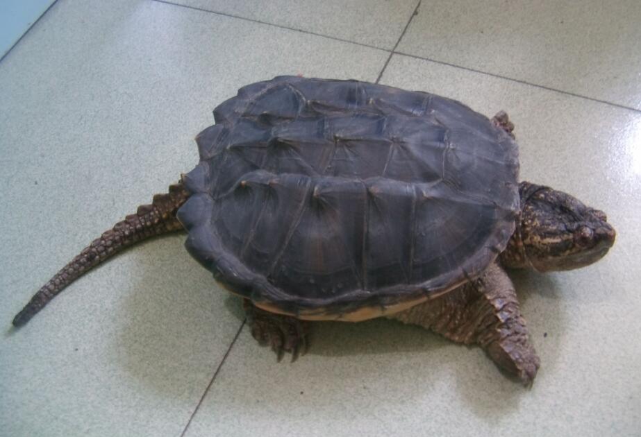 小鳄龟吃面包虫吗？了解一下