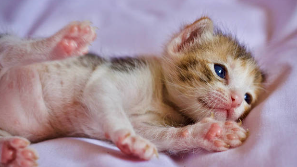 猫指甲剪到血线几天能长好呢? 猫指甲剪到血线几天能长好呢?