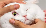 猫黄疸有什么症状表现