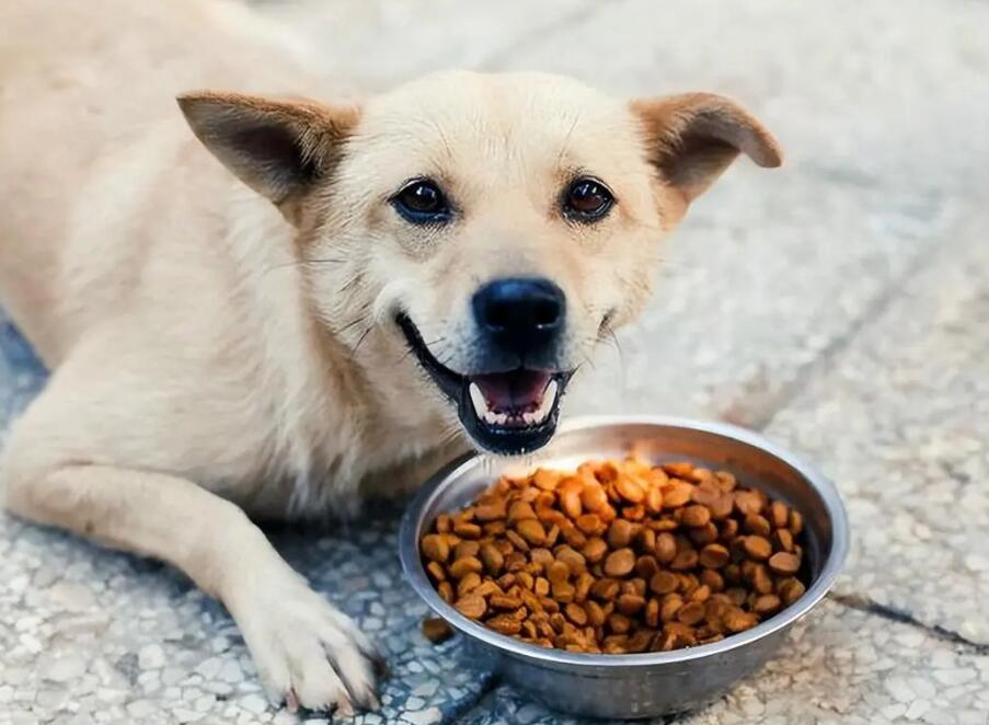 狗狗进食训练的5个要点,一定要记住 狗狗进食训练的5个要点,一定要记住