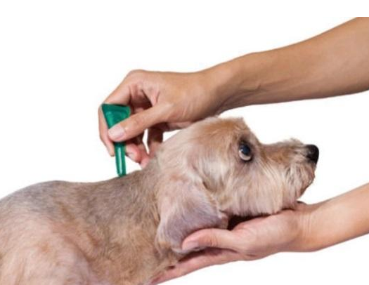 爱犬防虫防病
