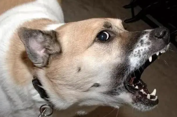 狗狗靠在你身边叫是为什么呢
