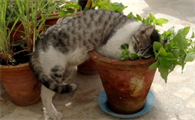 几个月的猫咪可以用猫薄荷啊?