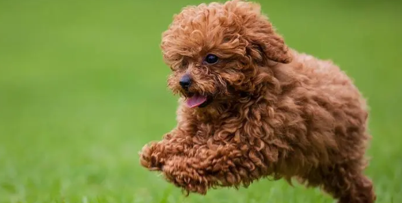 泰迪犬口臭厉害怎么解决