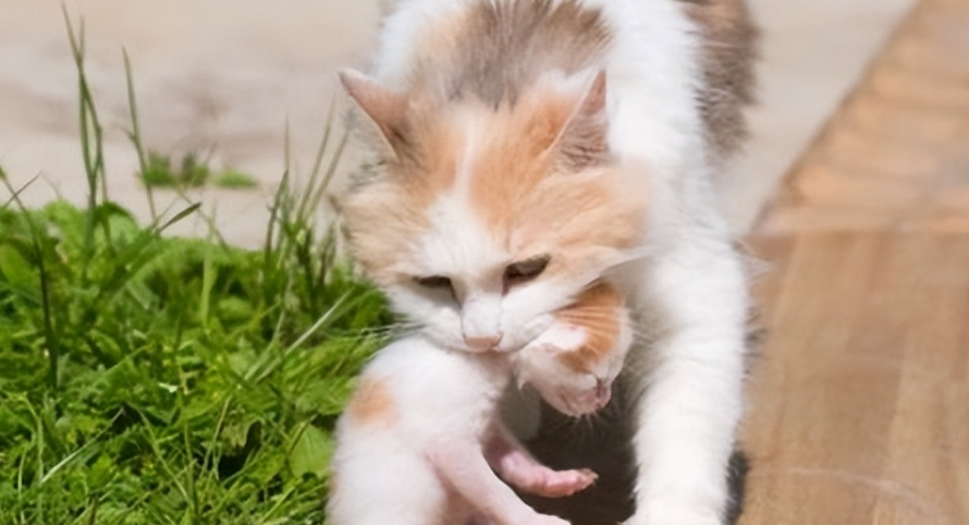 猫咪为什么需要保护儿子 猫咪为什么需要保护儿子