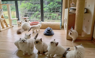 深圳猫舍哪家靠谱