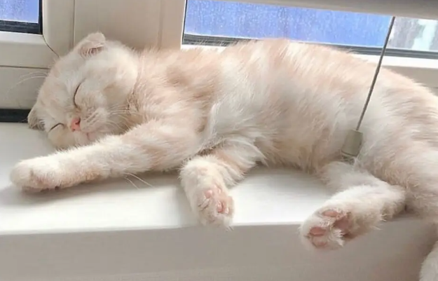 科普:猫咪鼻子黑黑的是什么呢? 科普:猫咪鼻子黑黑的是什么呢?