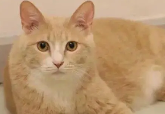 新手养猫的11个禁忌，你们知道多少？